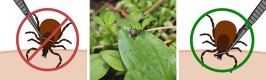 Correct tick removal