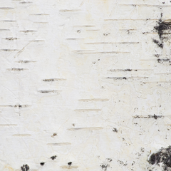birch bark