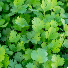 coriander