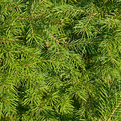 fir needle