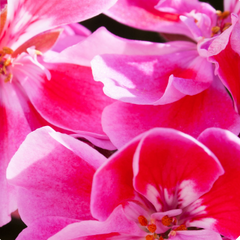 geranium