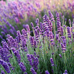 lavender
