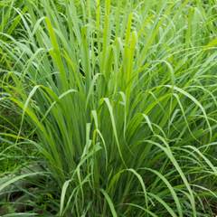 lemongrass