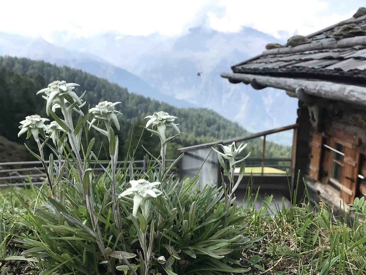 The Resilience and Purity of Edelweiss