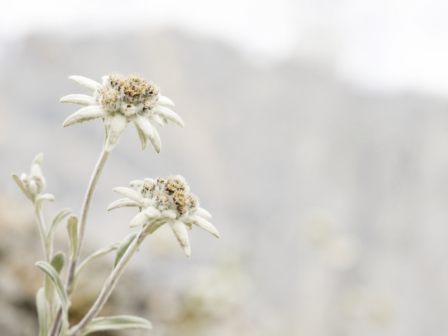 Edelweiss Collection