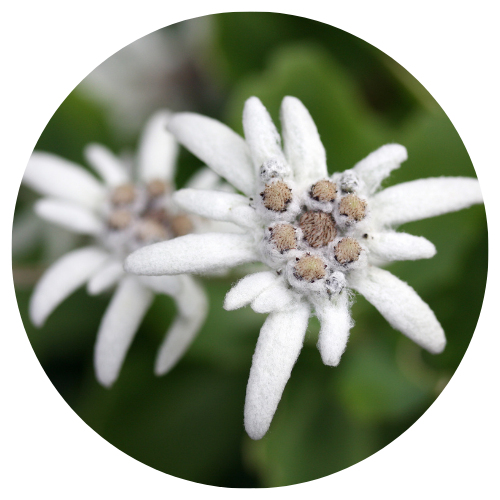 edelweiss flower extract