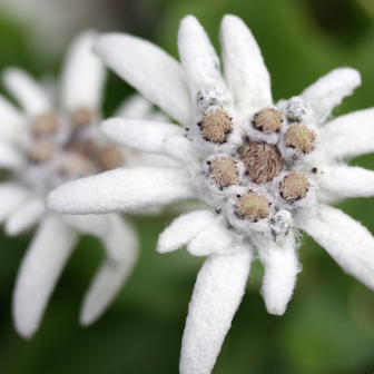 edelweiss flower extract
