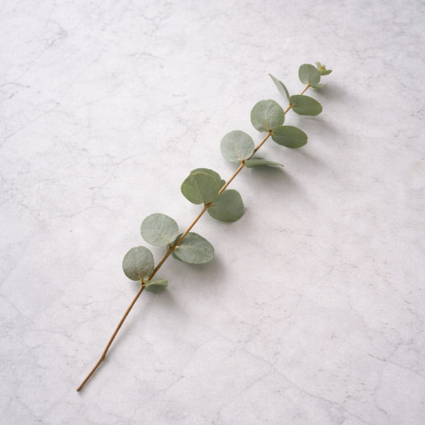 eucalyptus