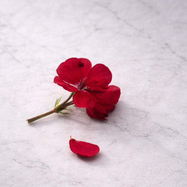 geranium