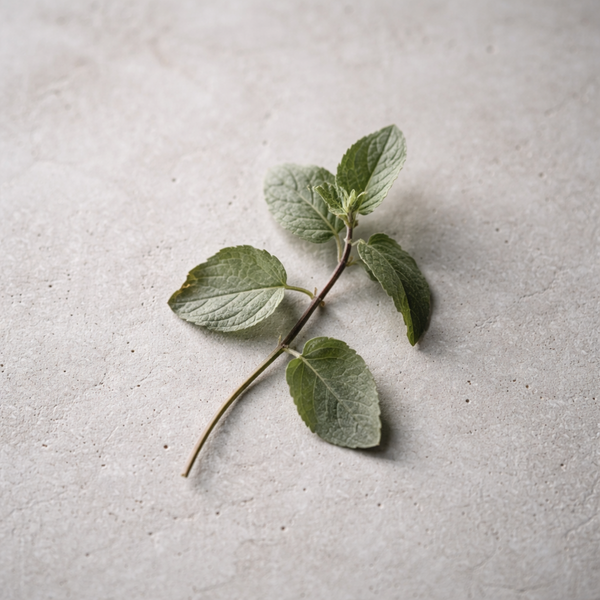 spearmint