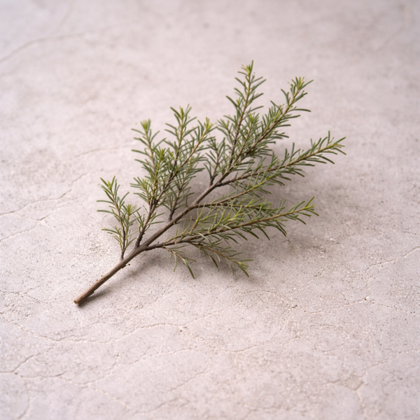 tea tree