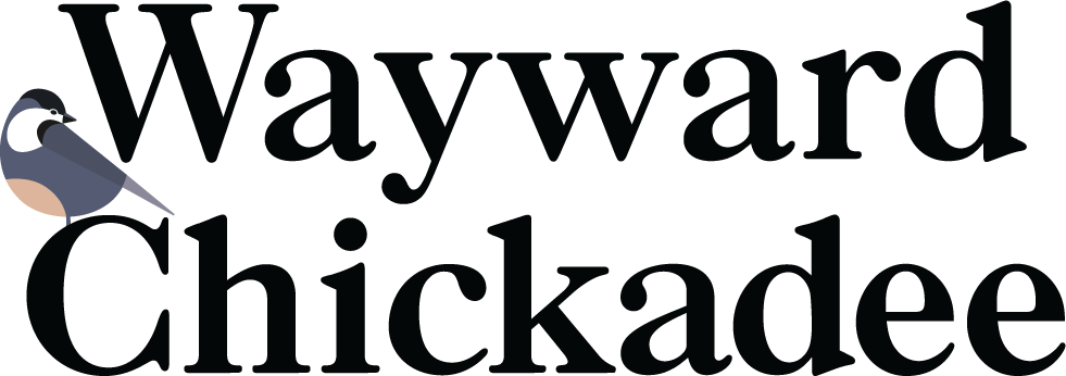 Wayward Chickadee