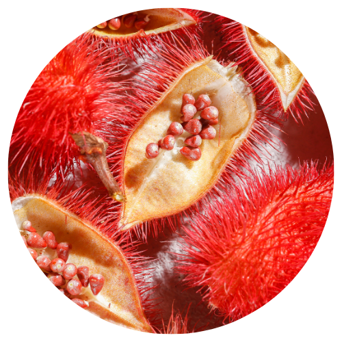 annatto seed oil