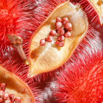 annatto seed oil