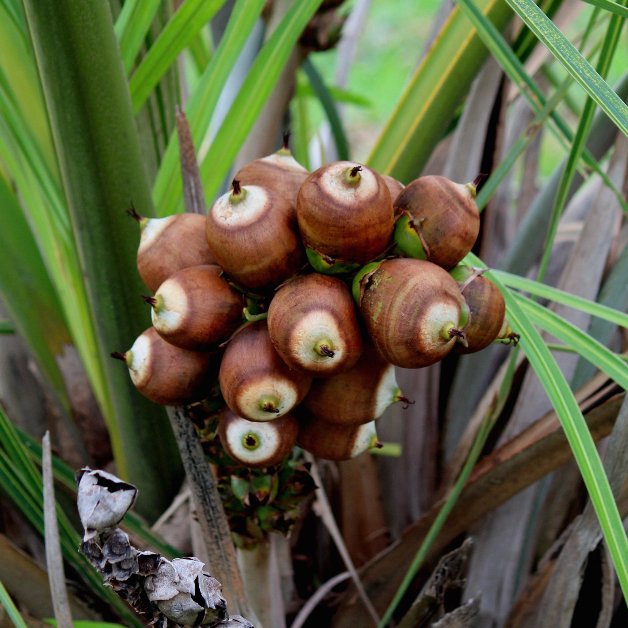 babassu seed oil