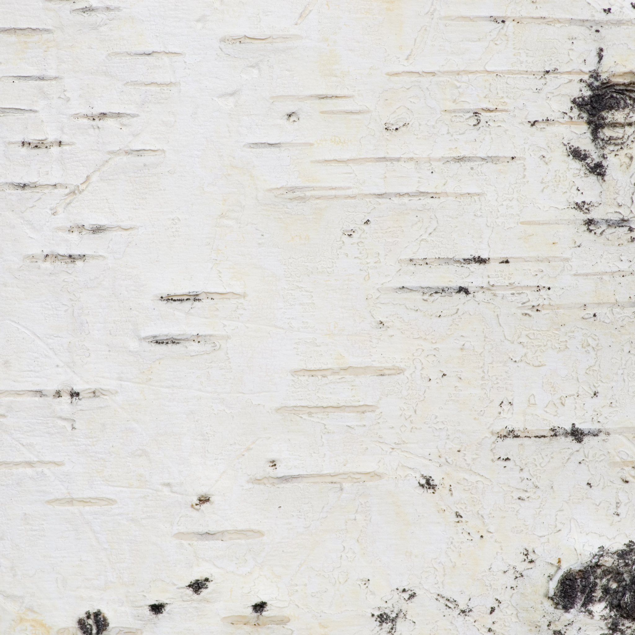 birch bark