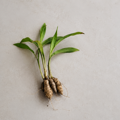 arrowroot powder
