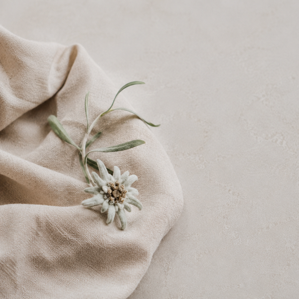 edelweiss flower extract