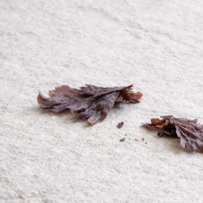 dulse seaweed