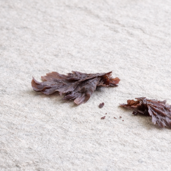 dulse seaweed