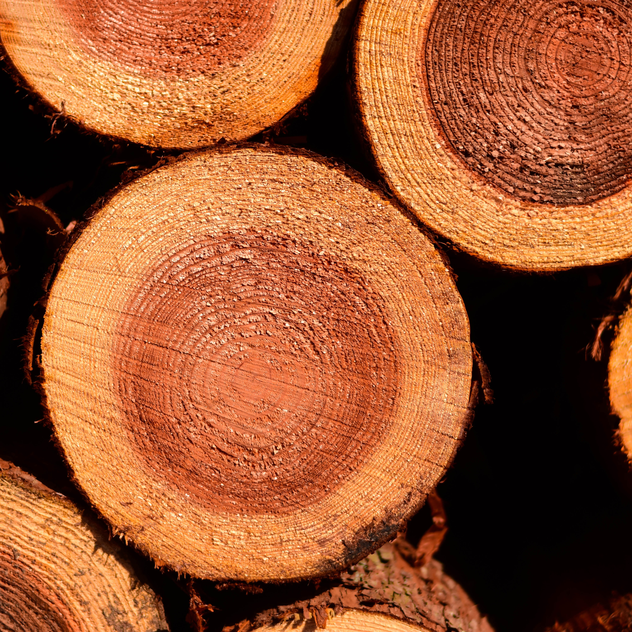 cedarwood