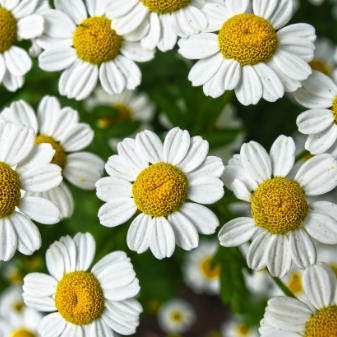 chamomile