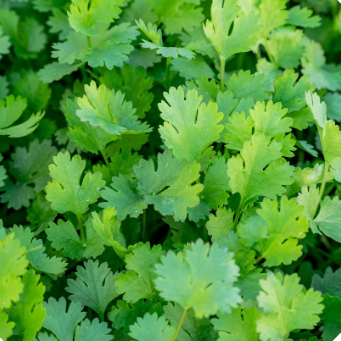 coriander