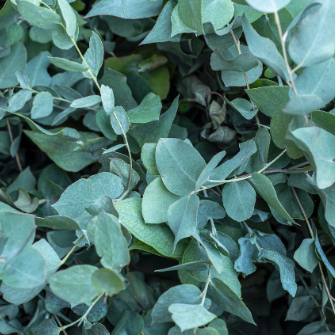 eucalyptus