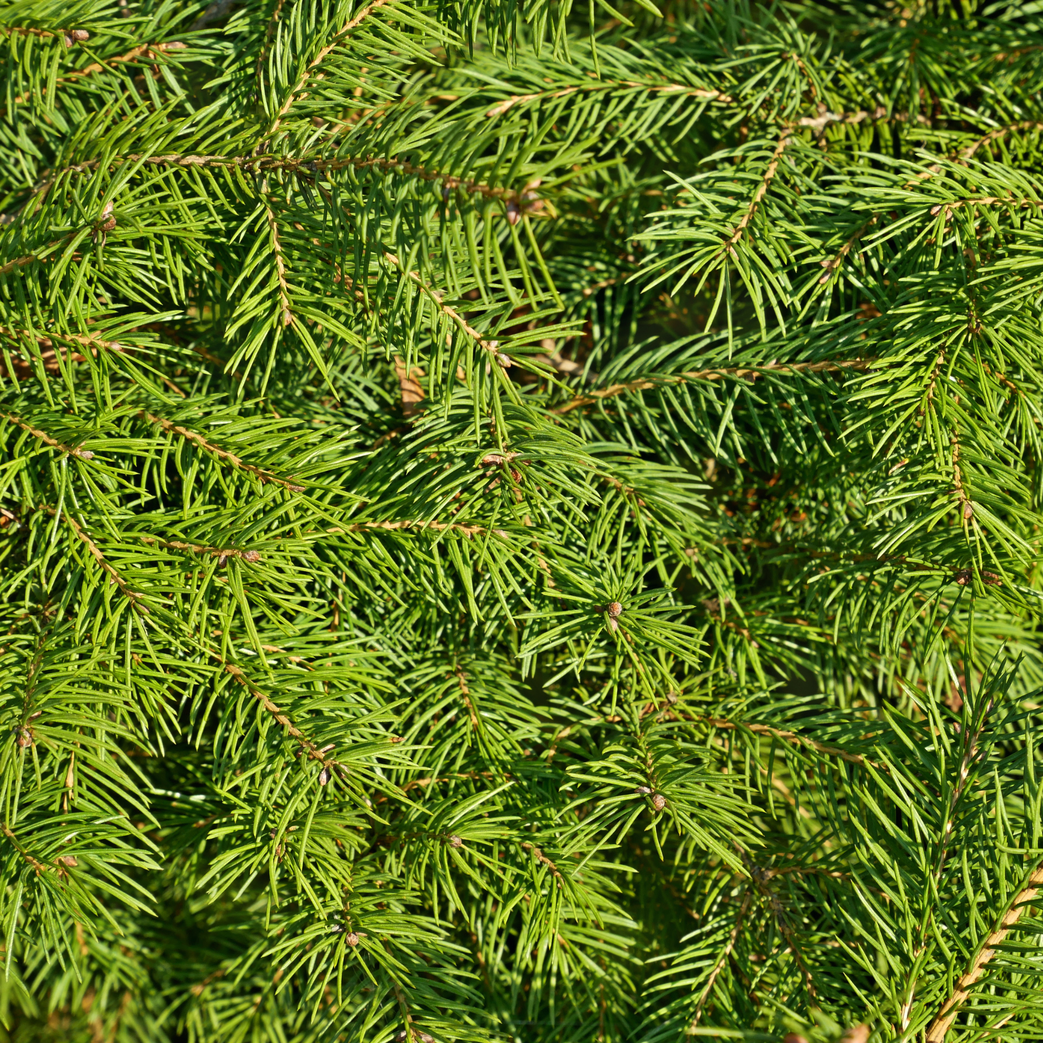 fir needle