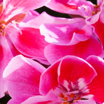 geranium