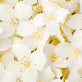jasmine