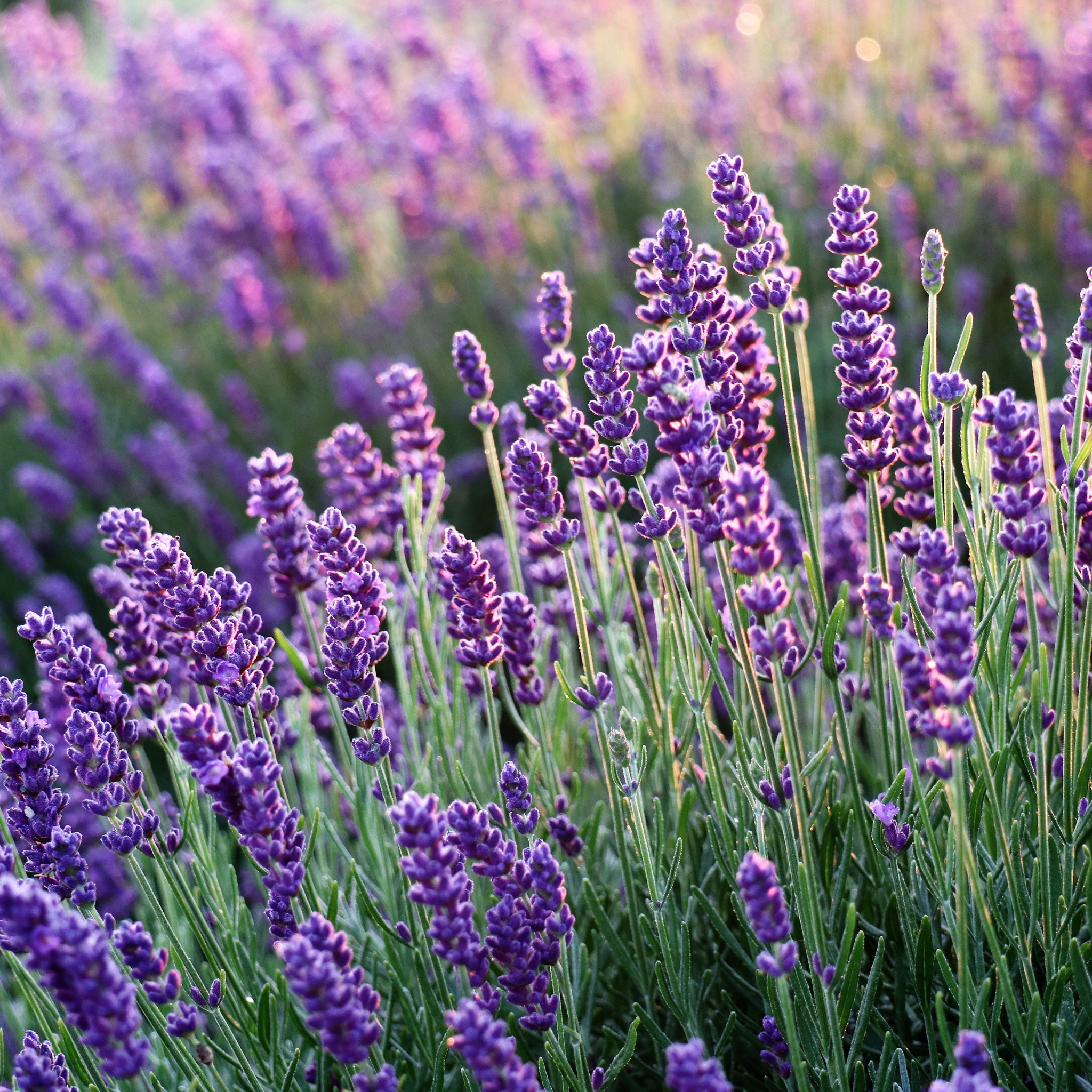 lavender