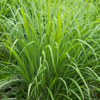 lemongrass