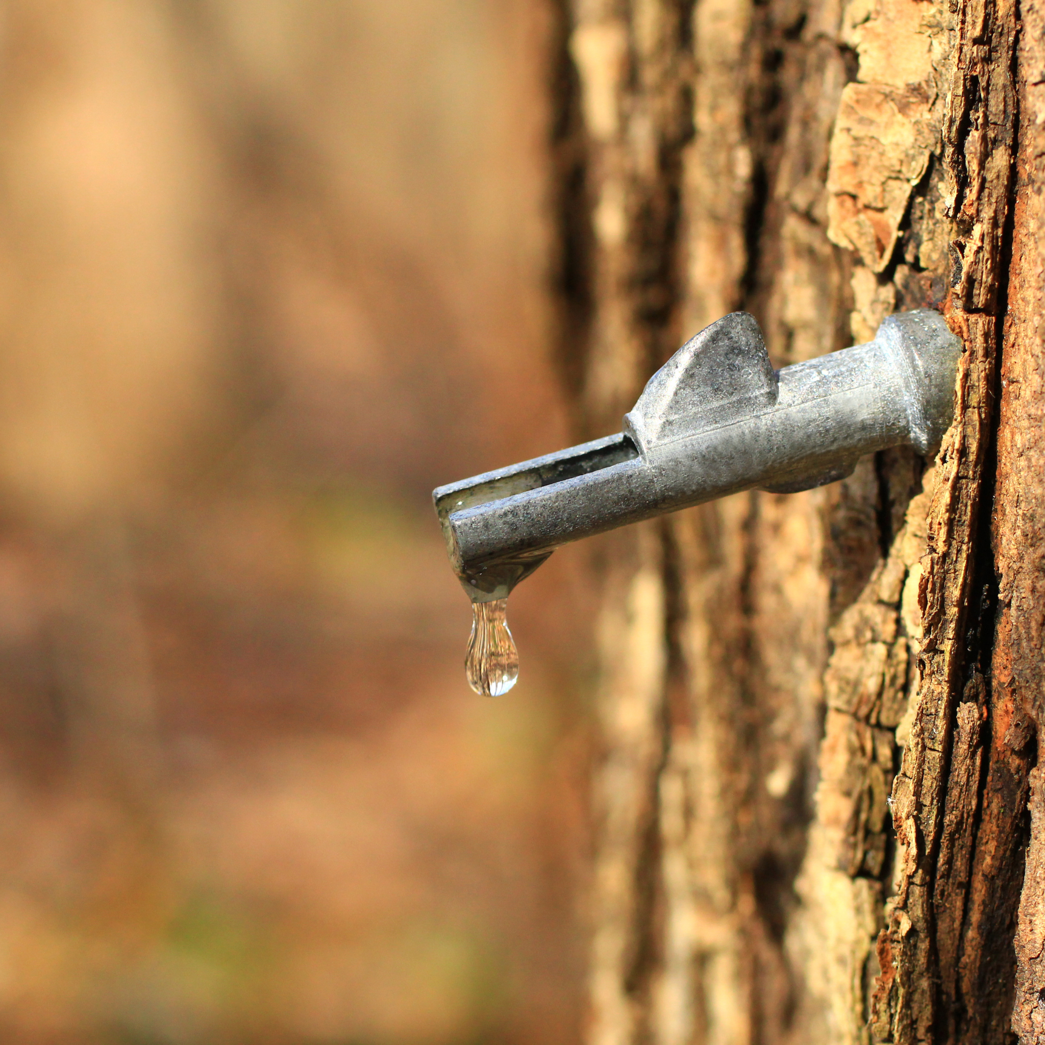maple syrup