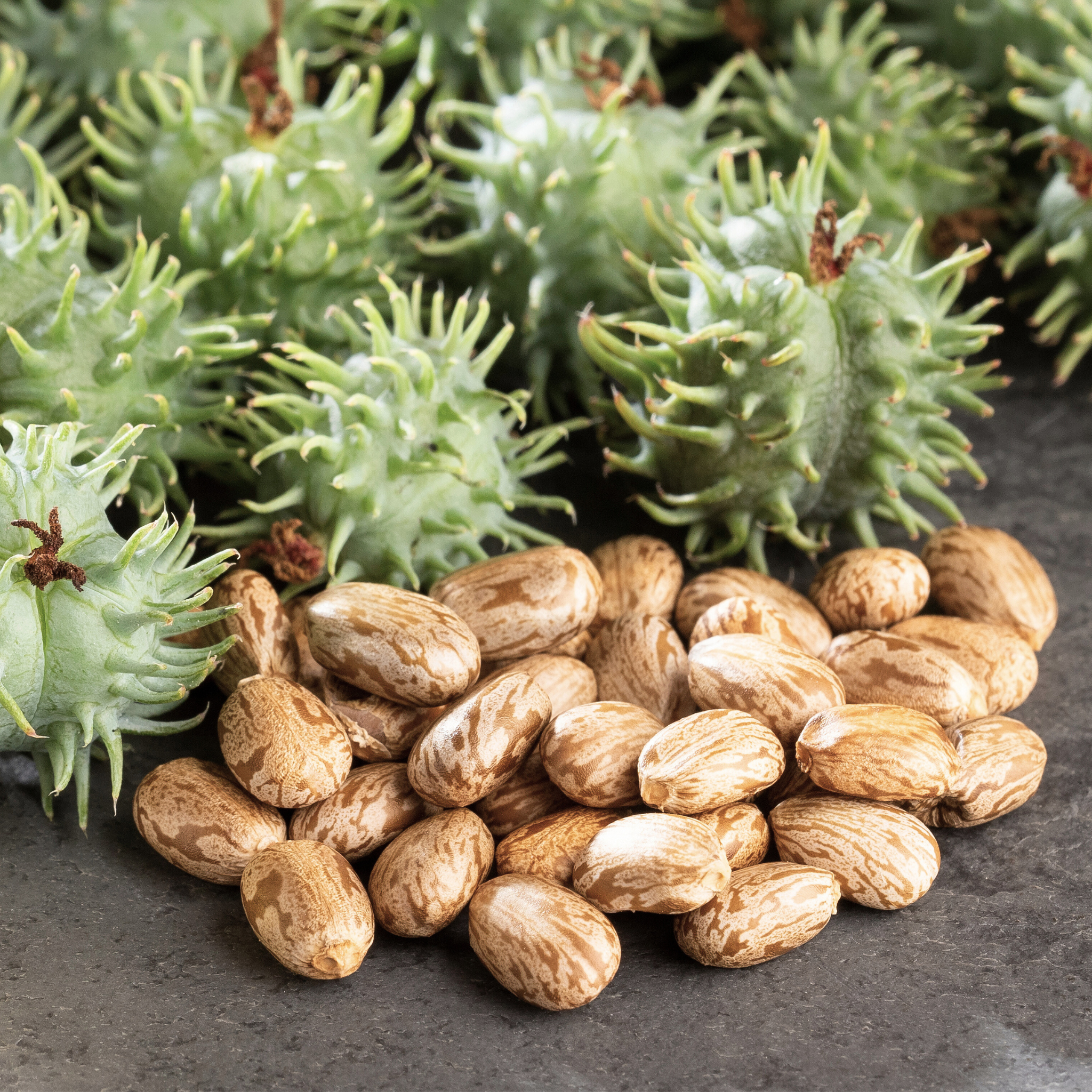 castor oil