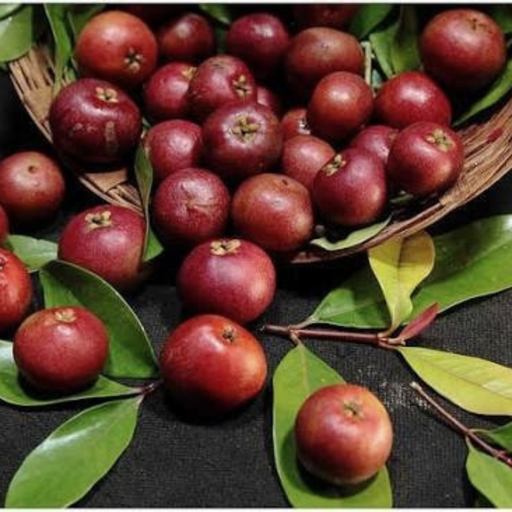 kokum butter 