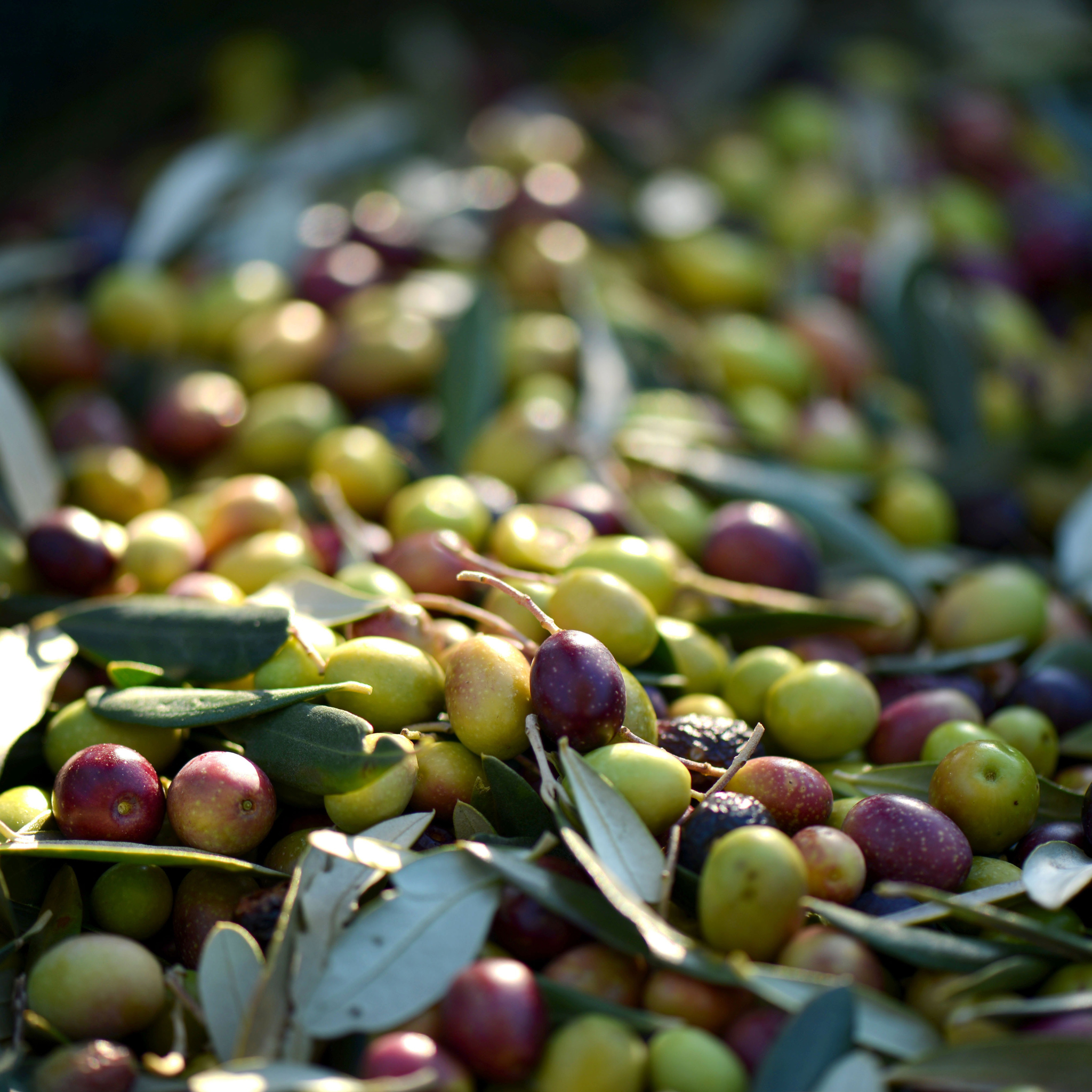 olive oil