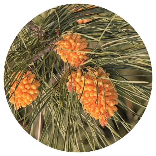 pine sylvestre